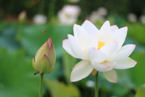 Lotus Blume - Exoten im Garten