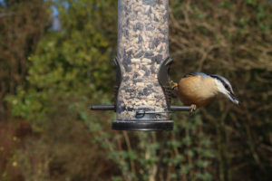 Vogelhaus-Futter - Wintervögel